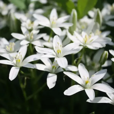 Star of bethlehem 7073226 1280